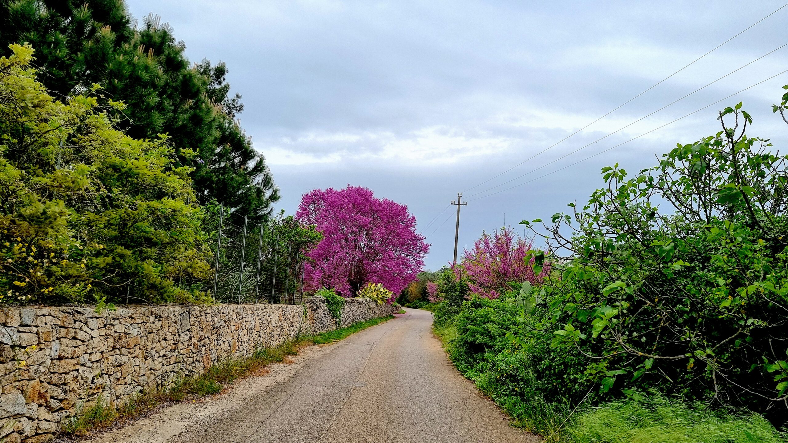 Una strada rurale nei dintorni di Ceglie Messapica