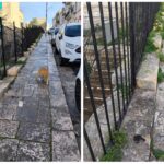 Marciapiedi sporchi in via Machiavelli per le deiezioni canine: amara sorpresa per gli scolari